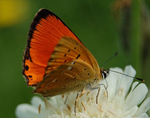 Motýľ3