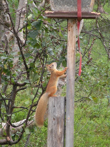 Veverička - zlodejka slnečníc :)