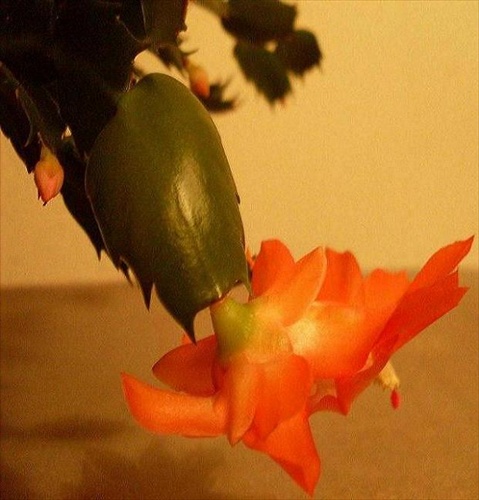 vianocny kaktus