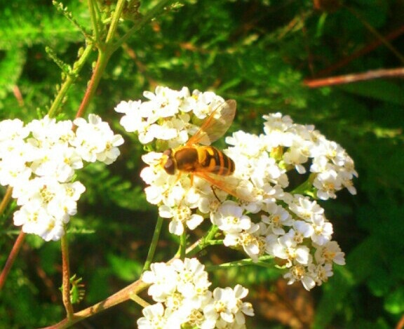 včielka na kvete..1