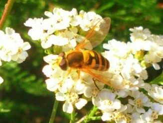 včielka na kvete..2
