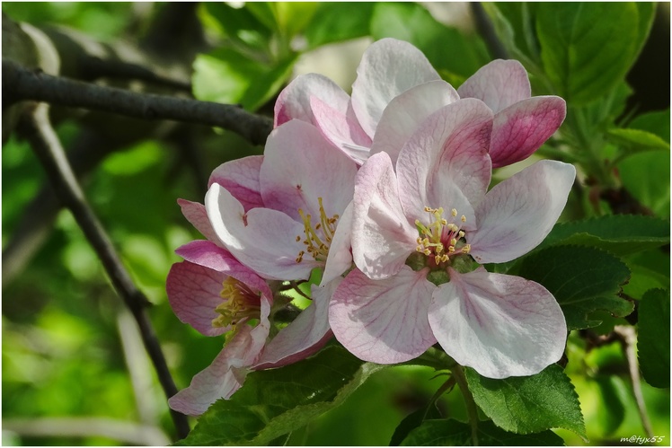keď kvitnú jablone 2