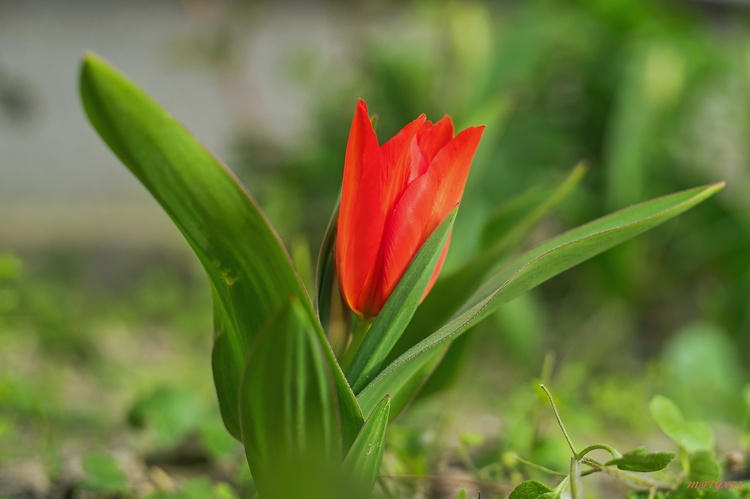 nesmelý tulipán...