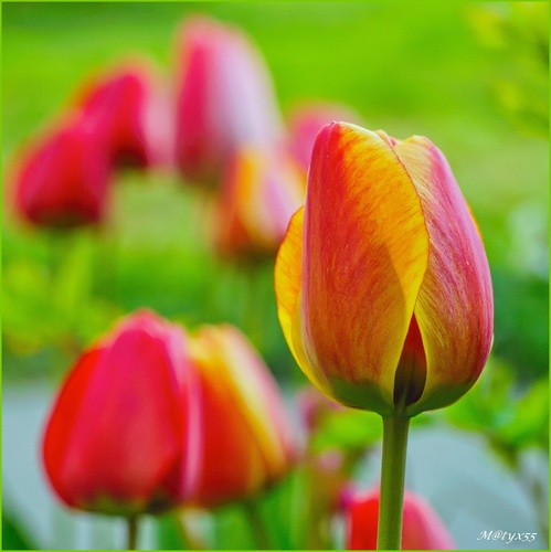 tulipánová...