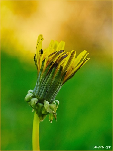 zelenožltý pohľad...