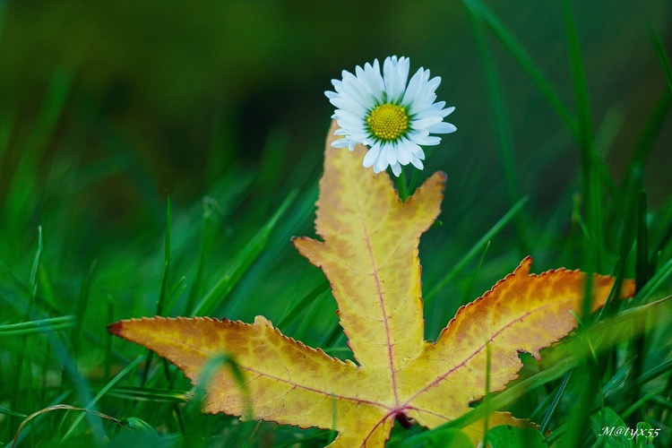 novembrový trávnik...