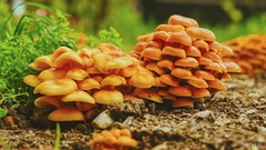 kde bolo,tam bolo...