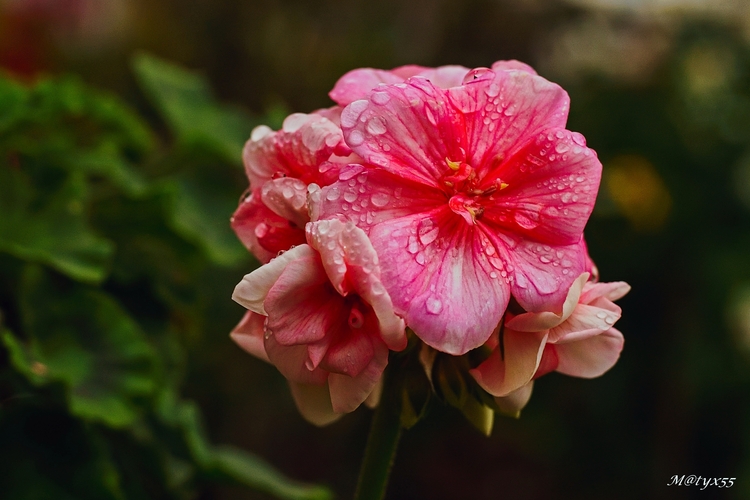 novembrový muškát...