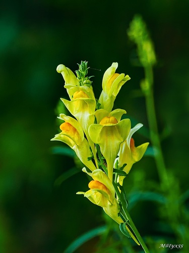 príroda umelkyňa...