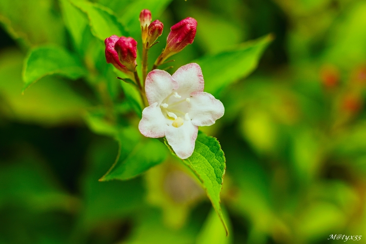 októbrová kráska...