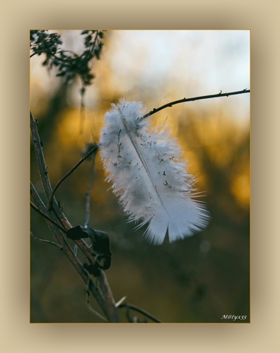 o gazdinej a pierku...