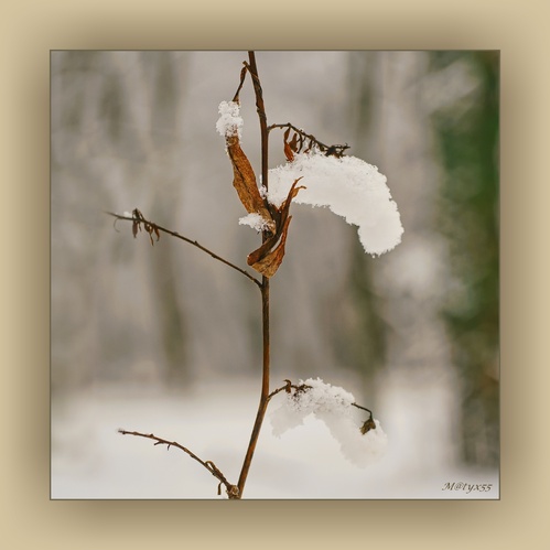 príroda umelkyňa...