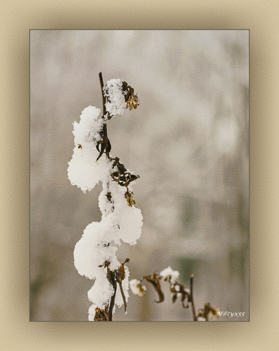 v bielom kožúšku...