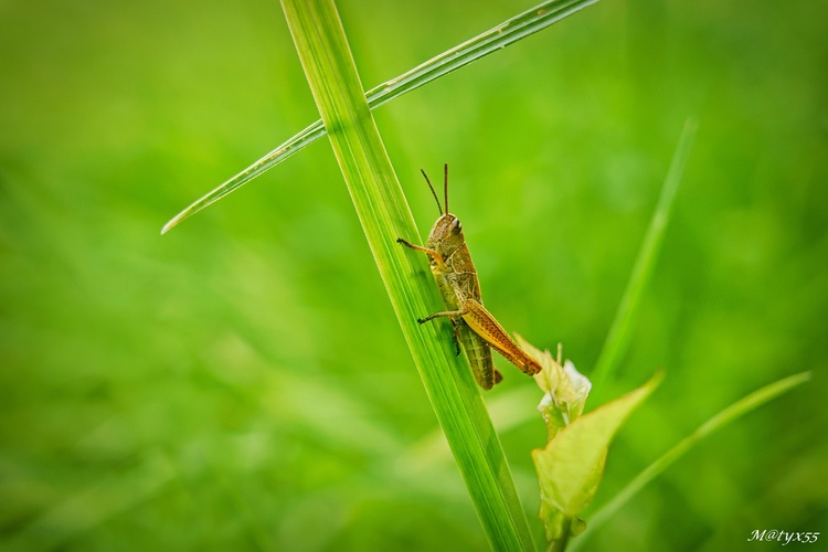 pred križovatkou...