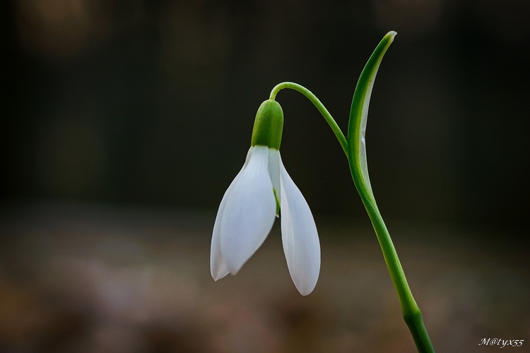 jarné potešenie...