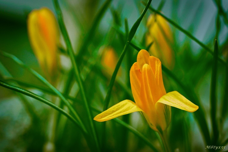 jarné stretnutie...