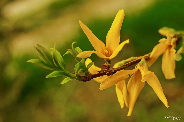 dôkaz,že jar je tu...  :-)