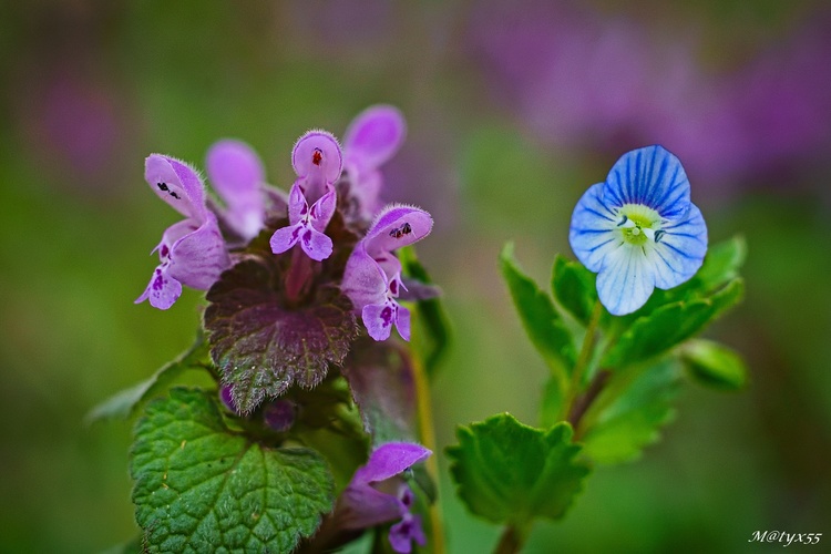 jarné stretnutie...