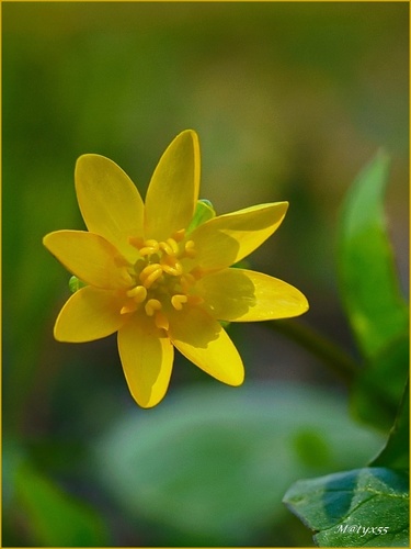 príroda umelkyňa...