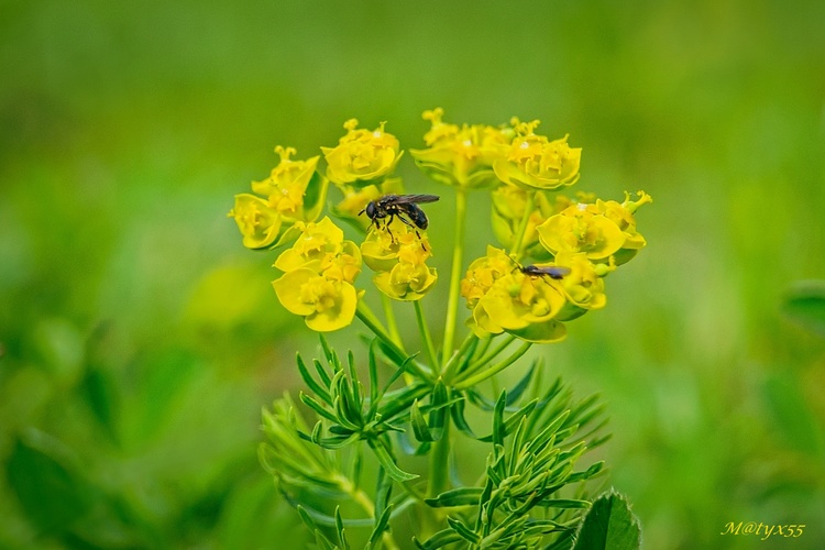 stretnutie na lúke...