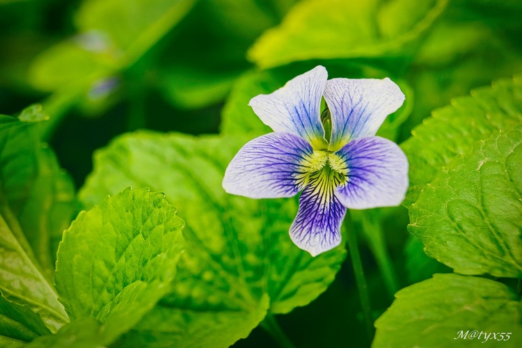 kde bolo,tam bolo...