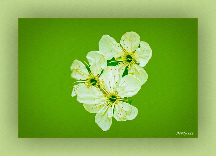 aprílové trojičky...