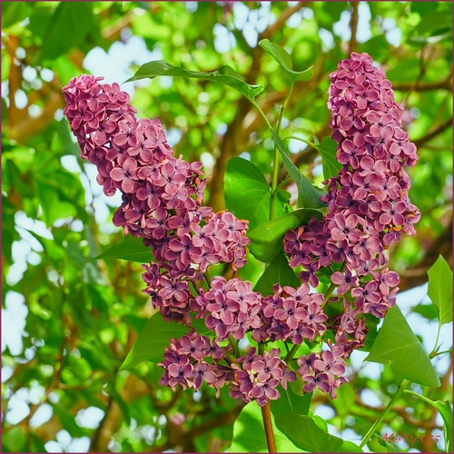 keď kvitnú orgovány...