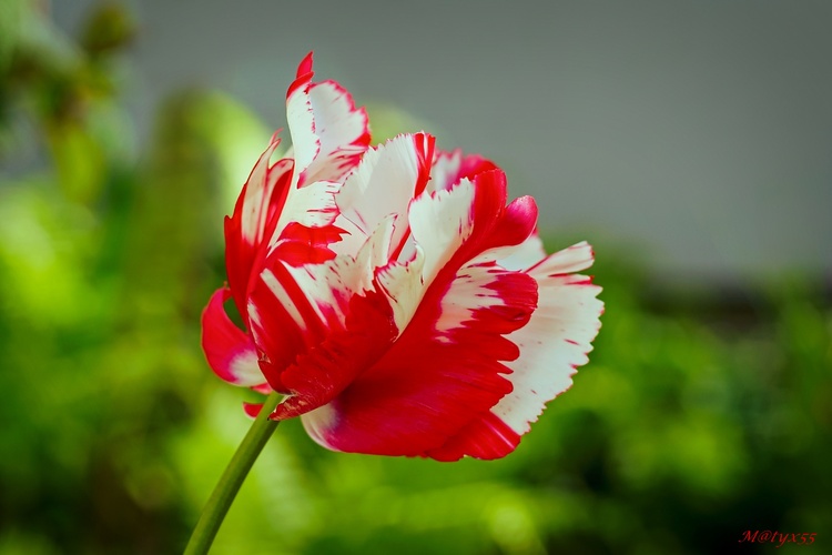 tulipánová...