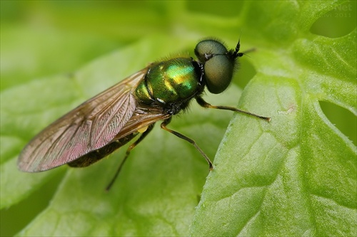 bránivka zelenkastá (Chloromyia formosa)