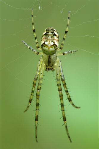 pavúk (Metellina cf. mengei)