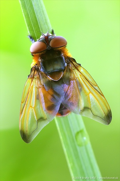 bystruša (Phasia hemiptera)