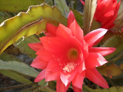 kaktusovy kvet