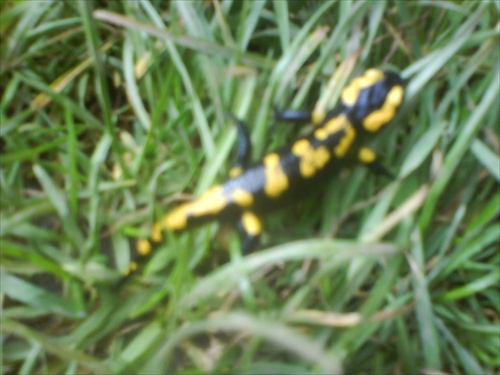 Salamandra škvrnita