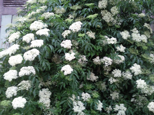 biele kvety