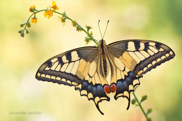 vidlochvost feniklový - Papilio machaon