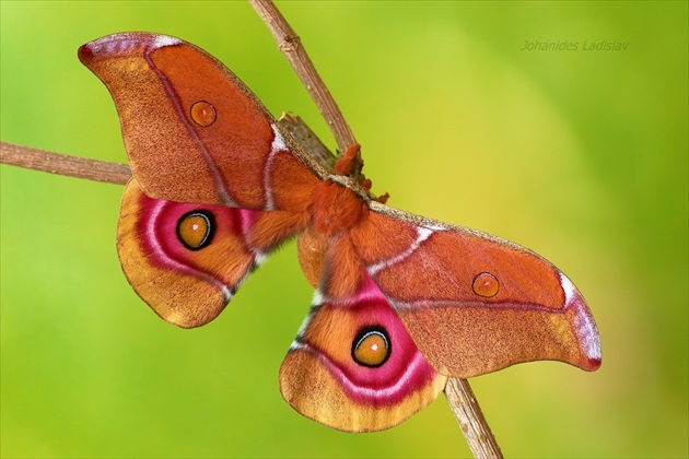 Antherina suraka (Madagaskar)