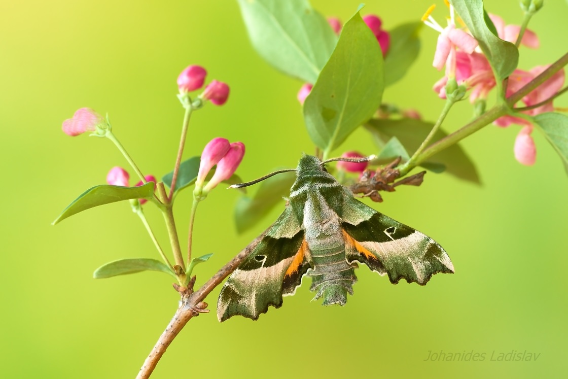 Lišaj pupalkový (Proserpinus proserpina)