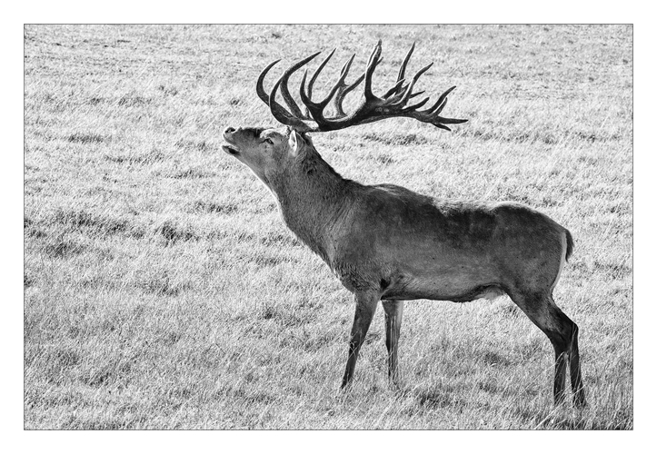 Cervus elaphus