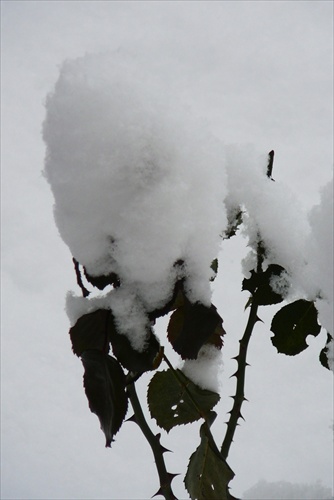 snehová ruža