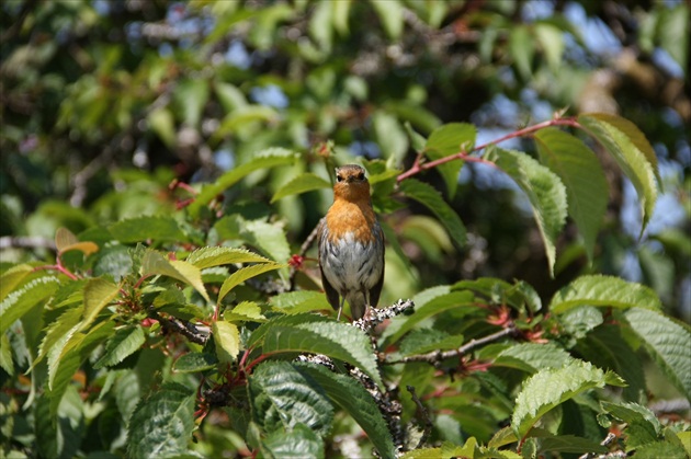 Bird in Scotland