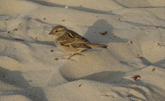Vrabec na Jumeirah Beach Dubai