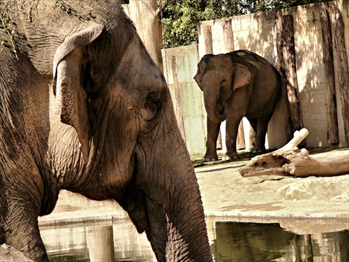 sloní život