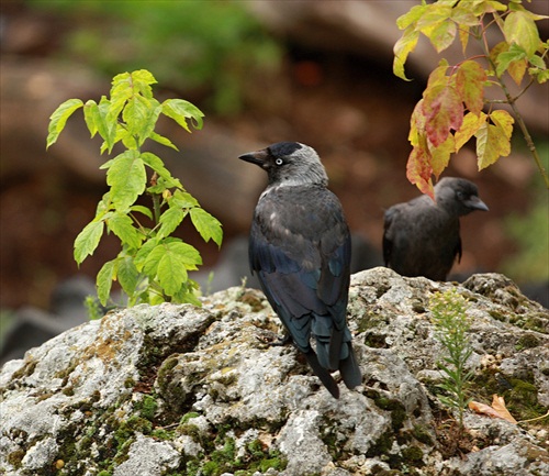 Kavka tmavá (Corvus monedula)