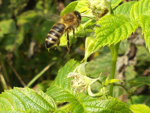 štart včely