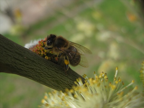 Kolobežkina-Včielka