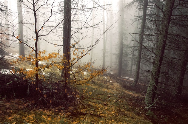 misty woods