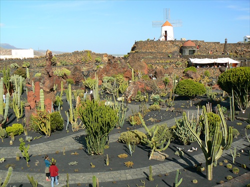 Jardin de Cactus