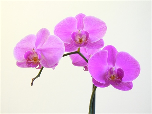 ešte jedna orchidea