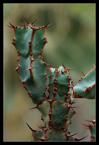 Kaktusovka