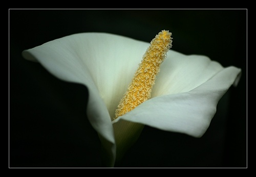 Biely kvet ...